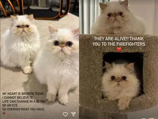 Nie było wiadomo czy koty Cary Delevigne przeżyły