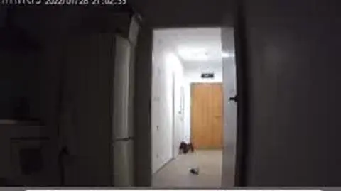 Pies Justyny Hołubowicz cierpi na lęk separacyjny