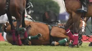 Książę Harry spadł z konia