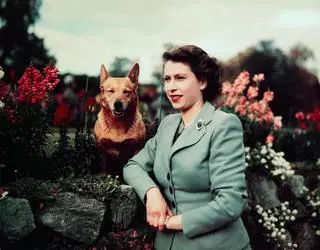 Królowa Elżbieta kochała psy corgi