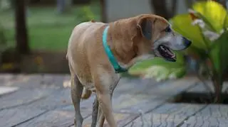 Nowi uczestnicy "Hotelu Paradise". Psy Chałka i Pączek