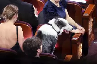 Pies na gali Oscarów