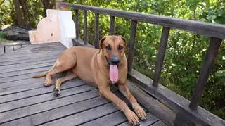 Nowi uczestnicy "Hotelu Paradise". Psy Chałka i Pączek