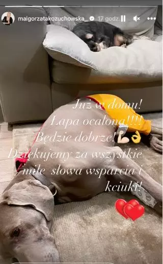 Pies Małgorzaty Kożuchowskiej przeszedł operację