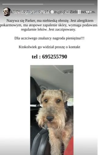 Pies Dawida Ogrodnika