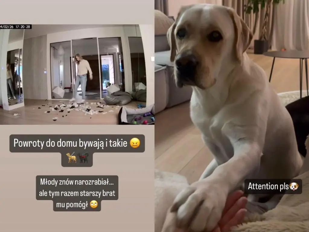 Karolina Pisarek pokazała zniszczenia dokonane przez pupili 